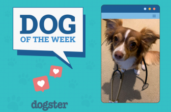 Dogster Photo Contest: Dogs of the Week Winners (August 14, 2025)