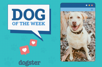 Dogster Photo Contest: Dogs of the Week Winners (August 7, 2025)